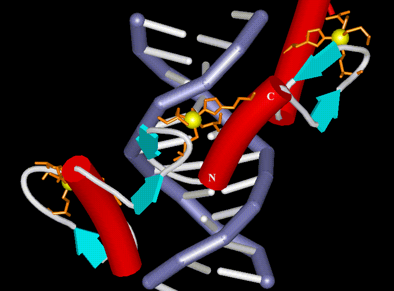 Zinc Finger Dna Binding